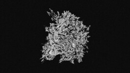 (Büro) Yannik Schäfer